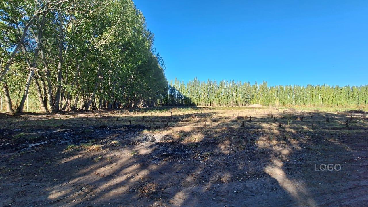 Foto de En Venta | Chacra de 65 ha en Isla Adelina | Centenario, Neuquén, imagen 5