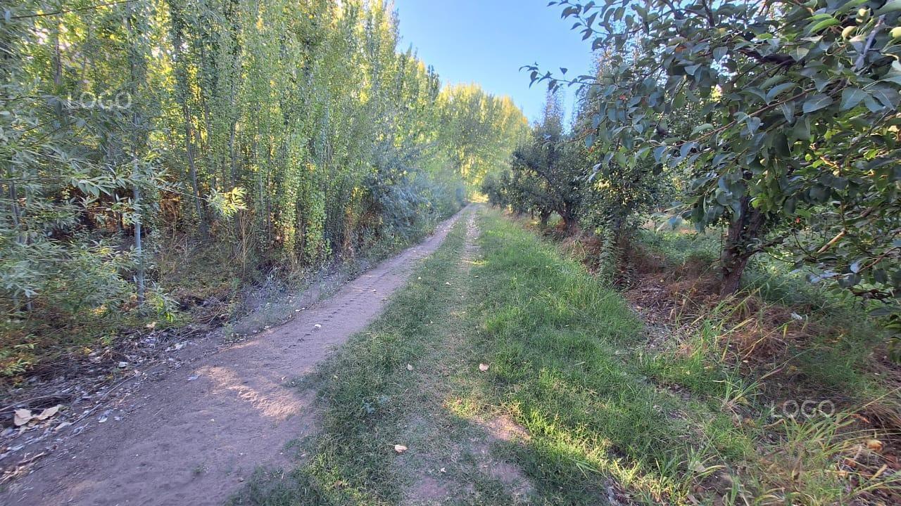 Foto de En Venta | Chacra de 65 ha en Isla Adelina | Centenario, Neuquén, imagen 3