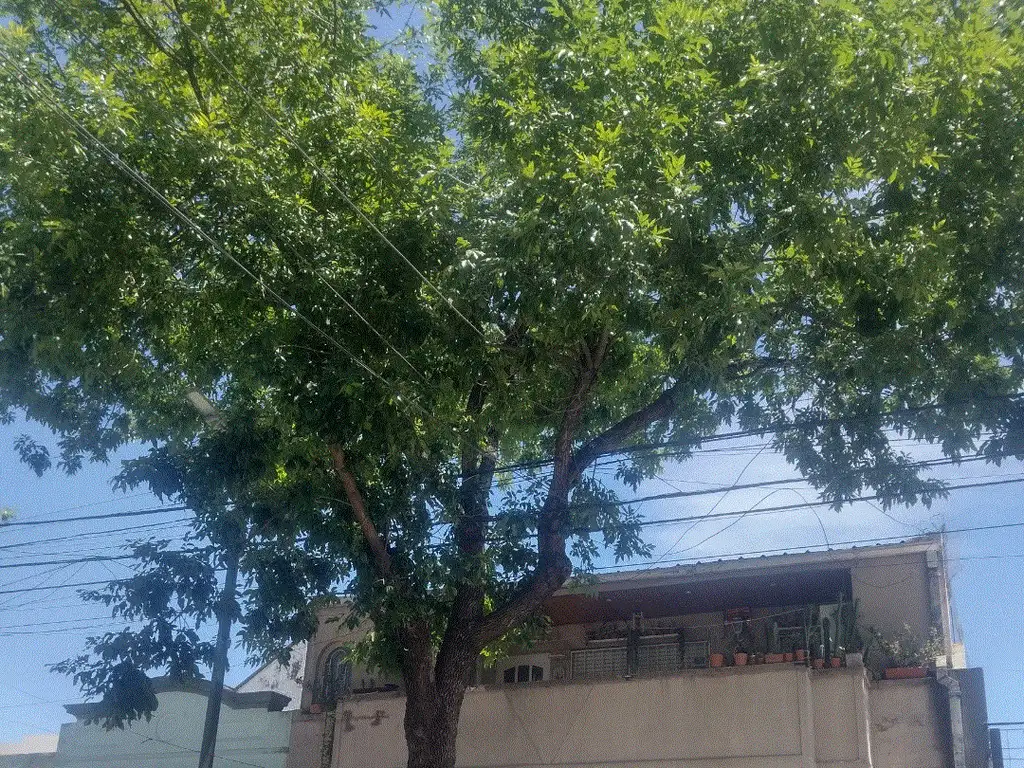 Foto de CASA LOTE PROPIO EN LINIERS, imagen 3