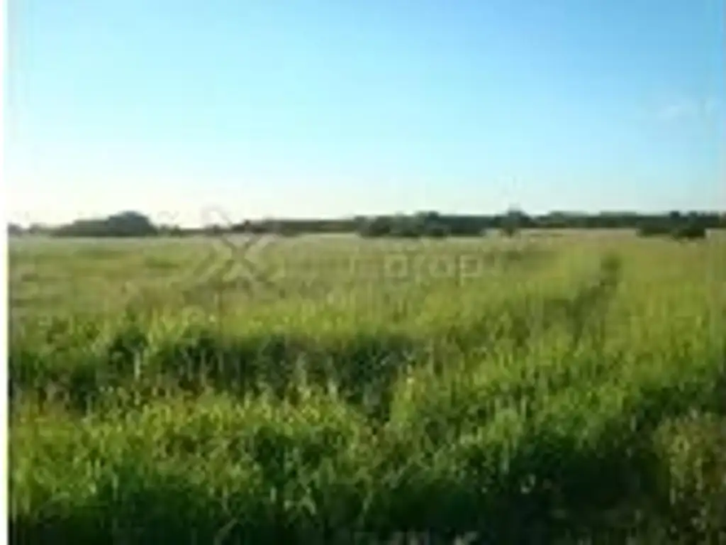 Foto de Alquilo 300 ha para agricultura a 15 km d Resistencia Chaco, imagen 1