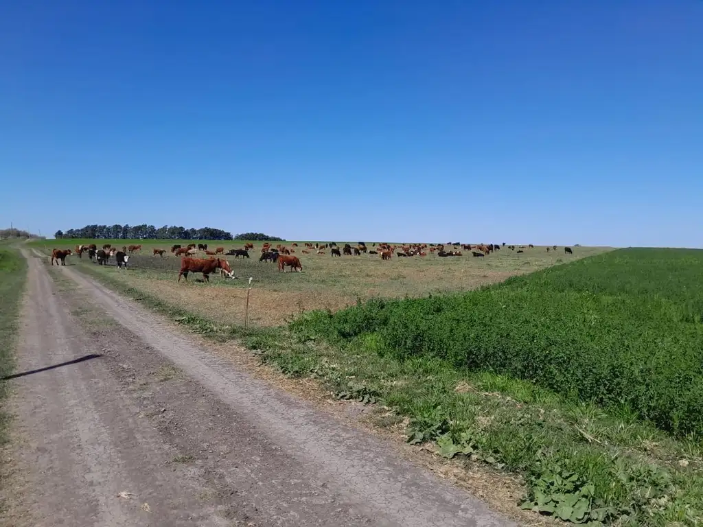 Foto de NOGOYA, ENTRE RIOS 700 HECT MIXTAS ARMADAS, imagen 2