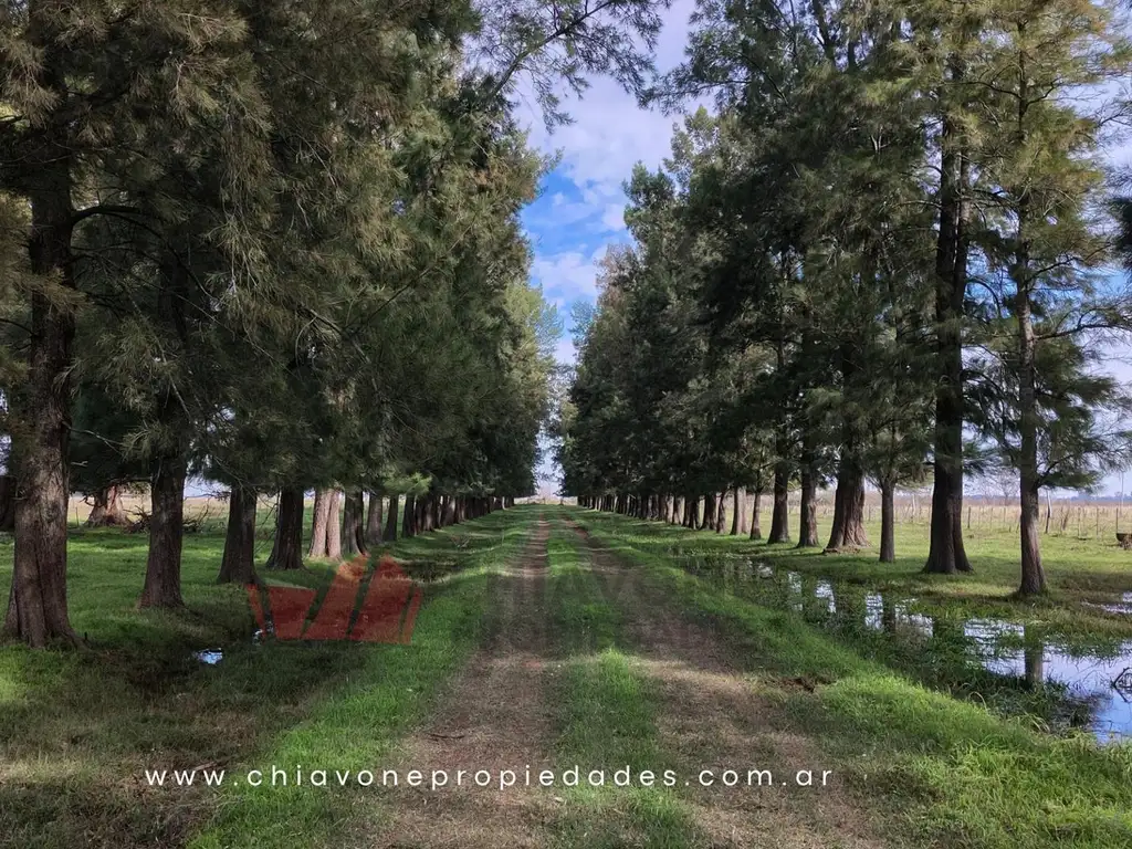 Foto de Campo Mixto 207 ha c/Sistema Voisin – Gral Las Heras, BS AS, imagen 2