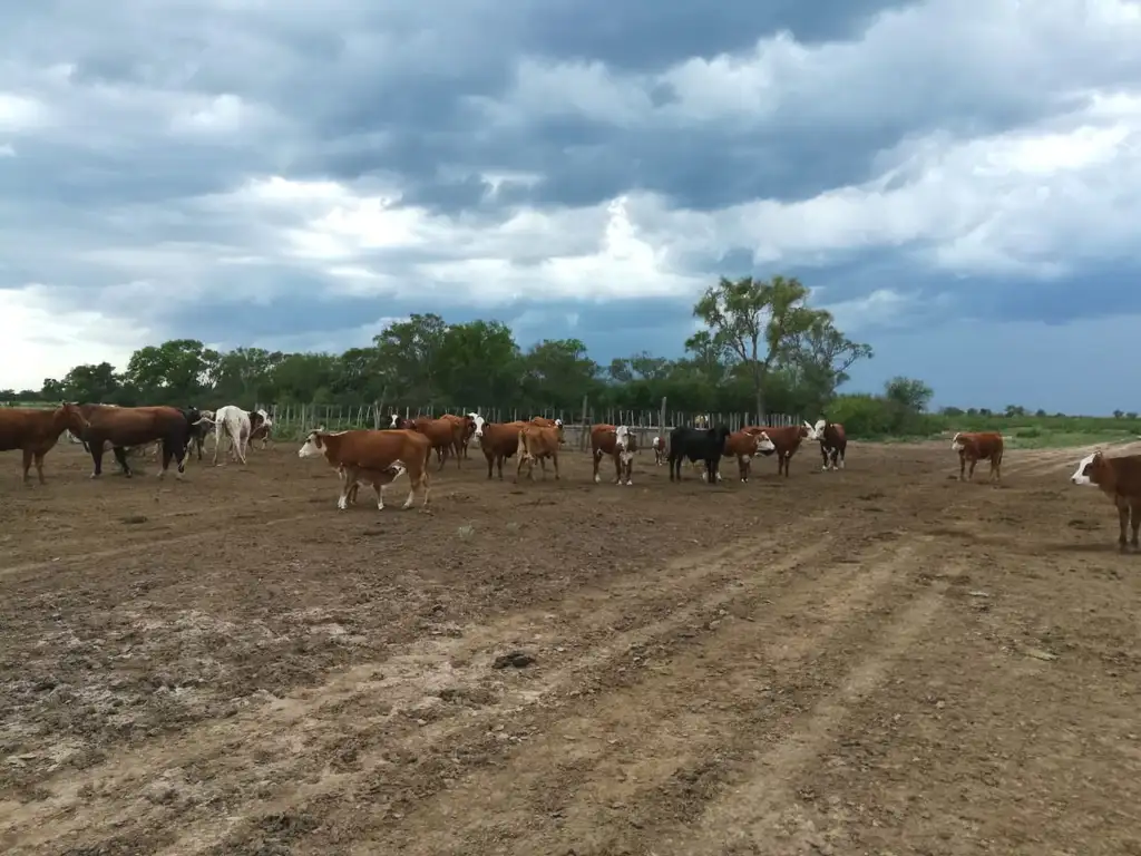 Foto de Campo en alquiler en Casares 2600 hectáreas, agricolas - ganaderas, imagen 4