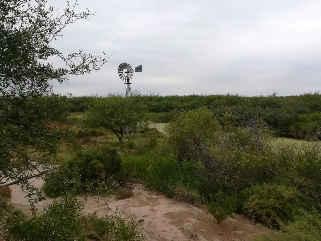 Foto de Campo en alquiler en Casares 2600 hectáreas, agricolas - ganaderas, imagen 3