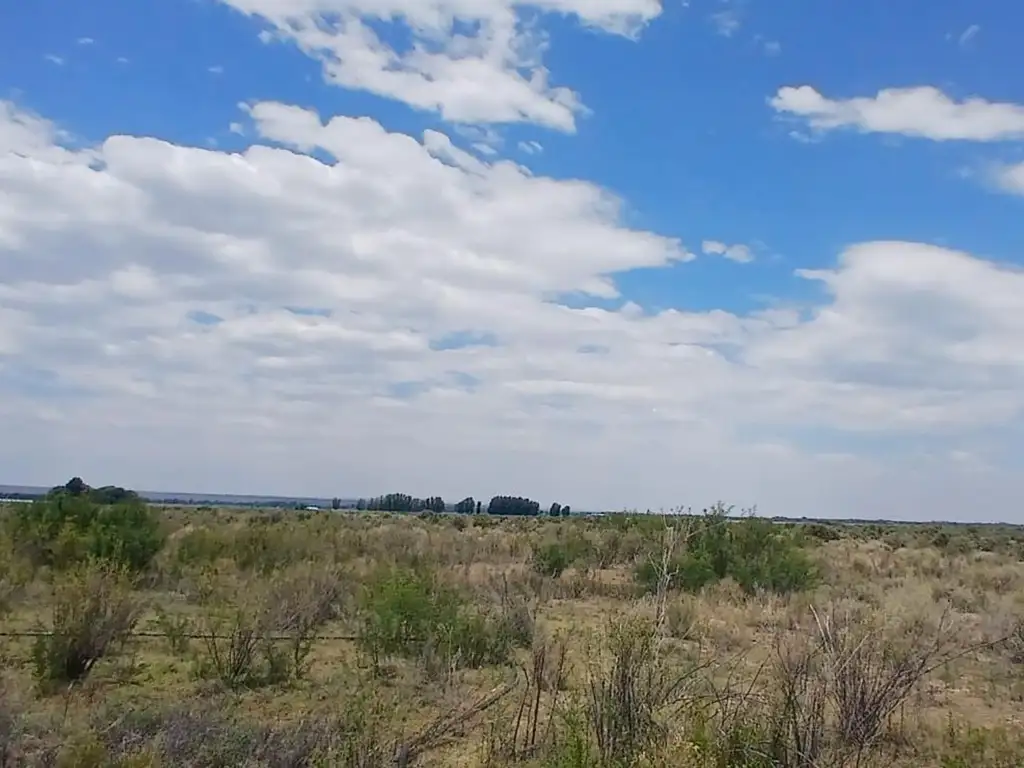 Foto de VENTA DE CAMPO, imagen 3