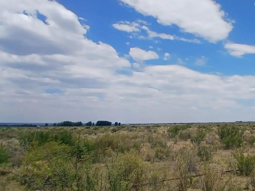 Foto de VENTA DE CAMPO, imagen 4