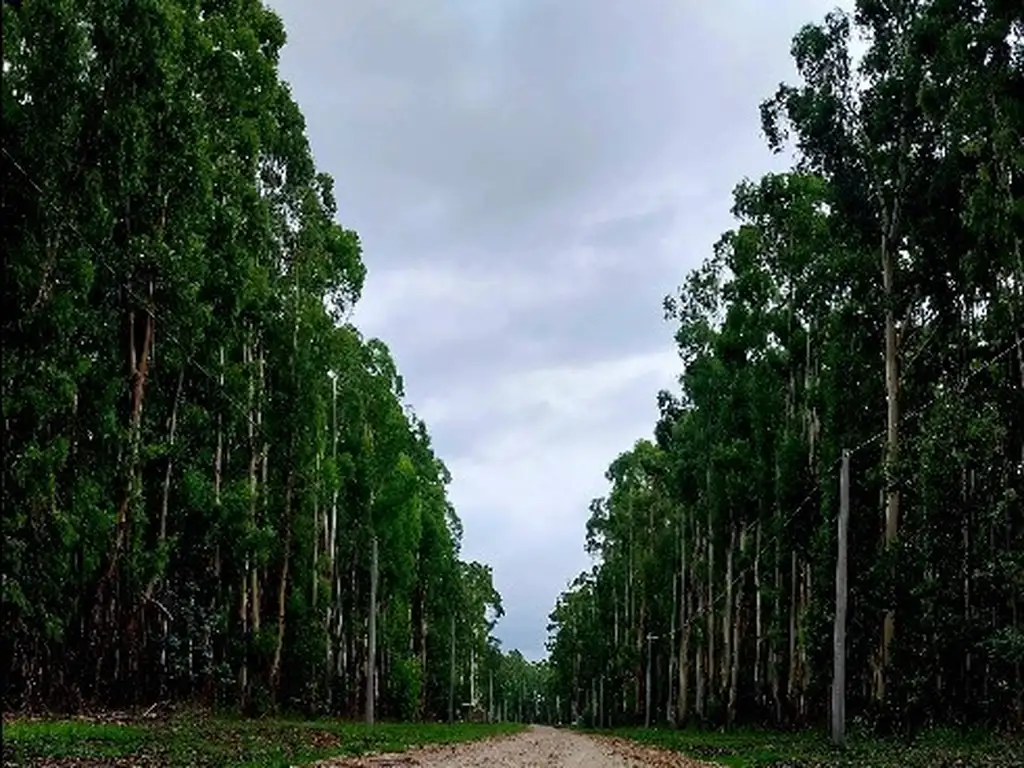 Foto de Barrio Tipantu Venta de lote, imagen 4