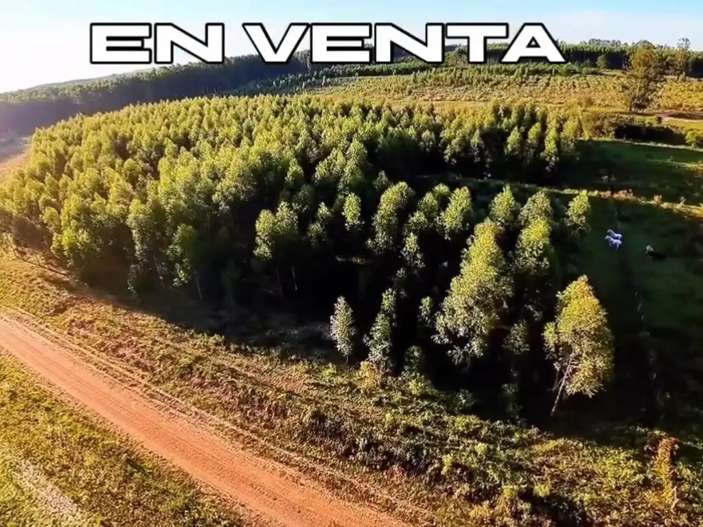 Foto de 10 hectáreas, 4 forestadas, imagen 4