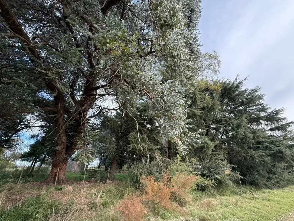 Foto de Campo - Venta - Argentina, Lobos, imagen 5