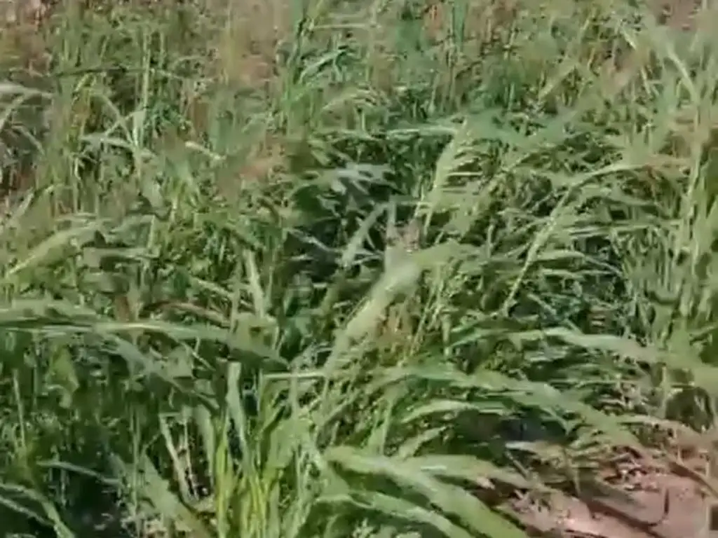 Foto de Campo en Ataliva, imagen 2