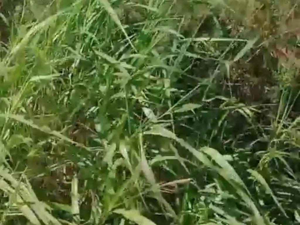 Foto de Campo en Ataliva, imagen 3