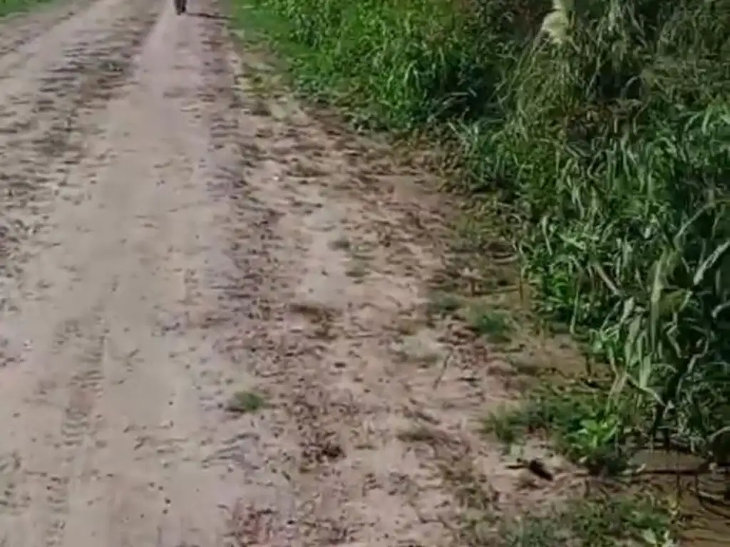Foto de Campo en Ataliva, imagen 5