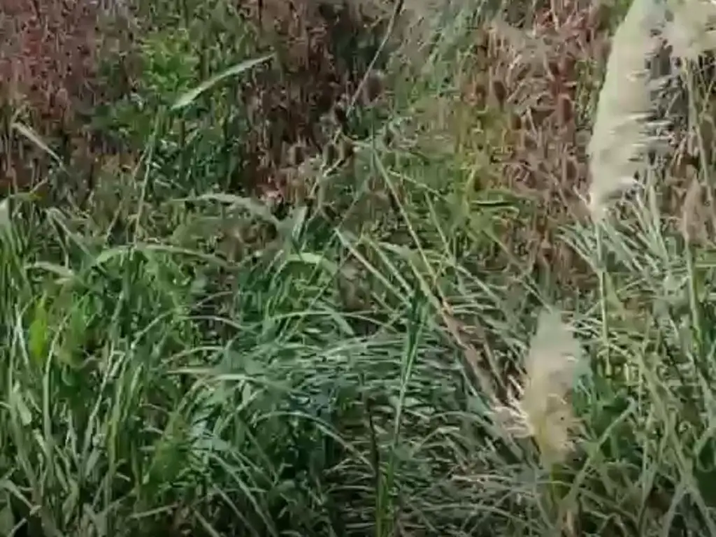 Foto de Campo en Ataliva, imagen 4