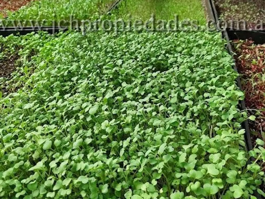 Foto de Fondo de comercio “Brotes y micro vegetales gastronómicos”, imagen 2