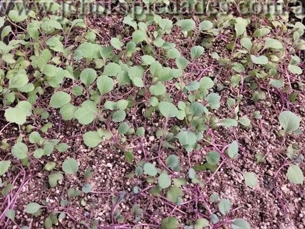 Foto de Fondo de comercio “Brotes y micro vegetales gastronómicos”, imagen 5