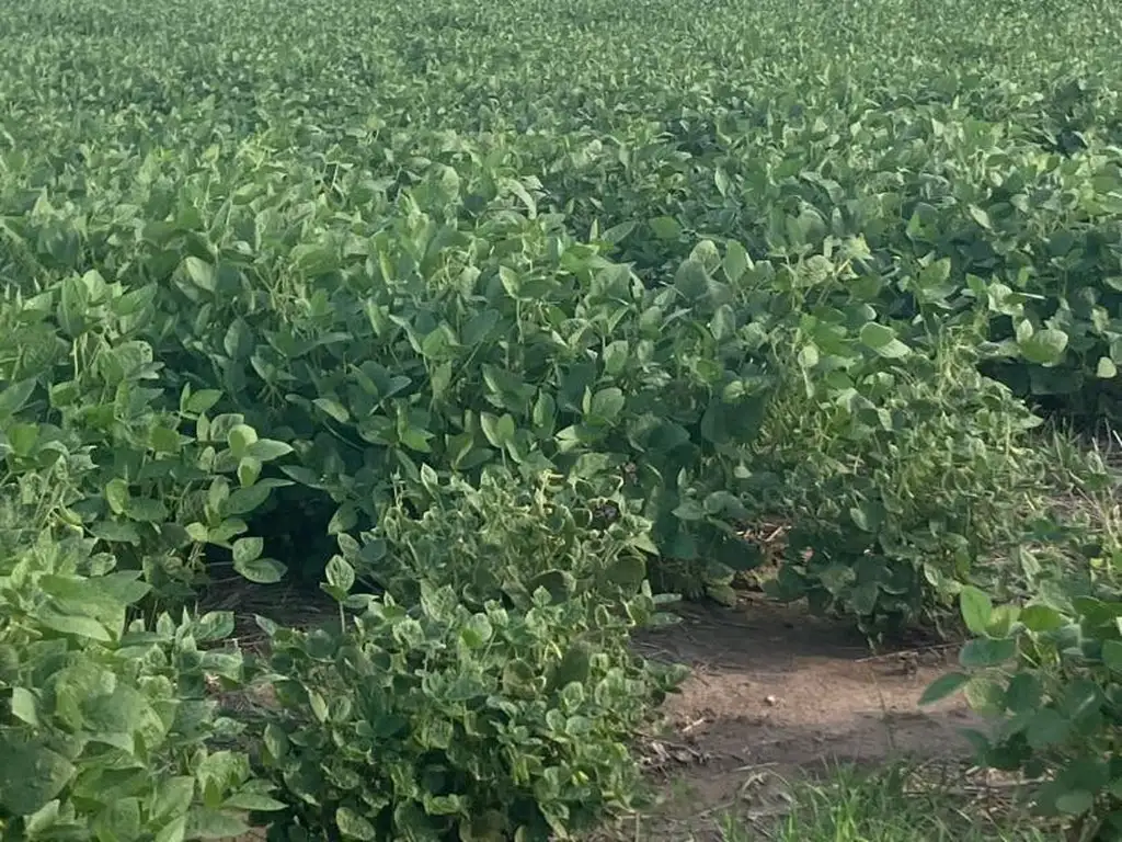 Foto de Campo mixto en Crucecita Séptima, imagen 4