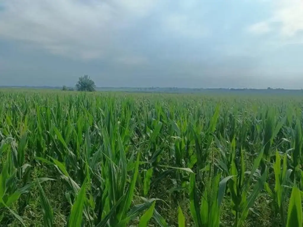 Foto de Campo mixto en Crucecita Séptima, imagen 1