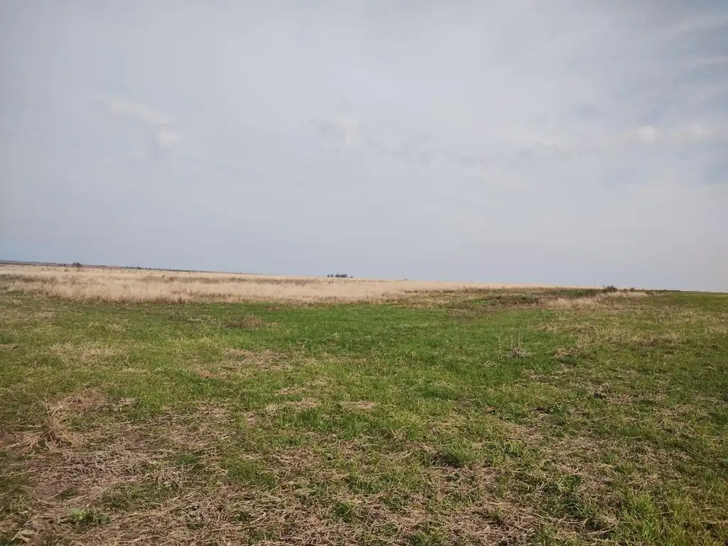 Foto de SE VENDEN 55 HAS AGRICOLAS SOBRE RUTA 11, imagen 1