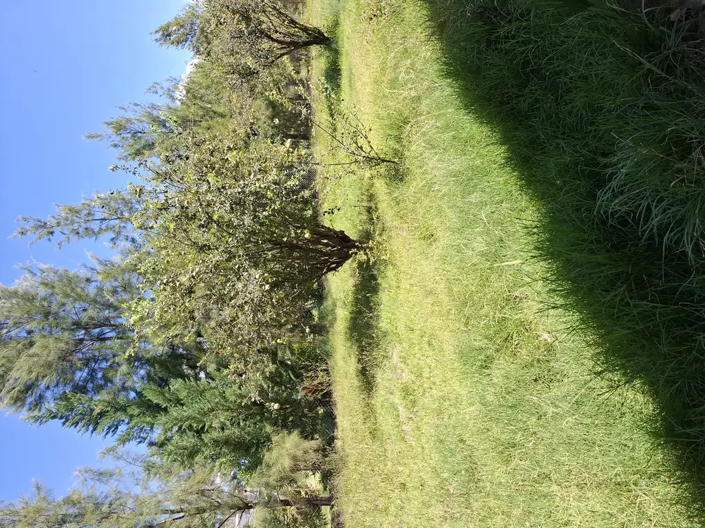 Foto de Cabaña en venta con amplio lote en Cuadro Nacional, imagen 4
