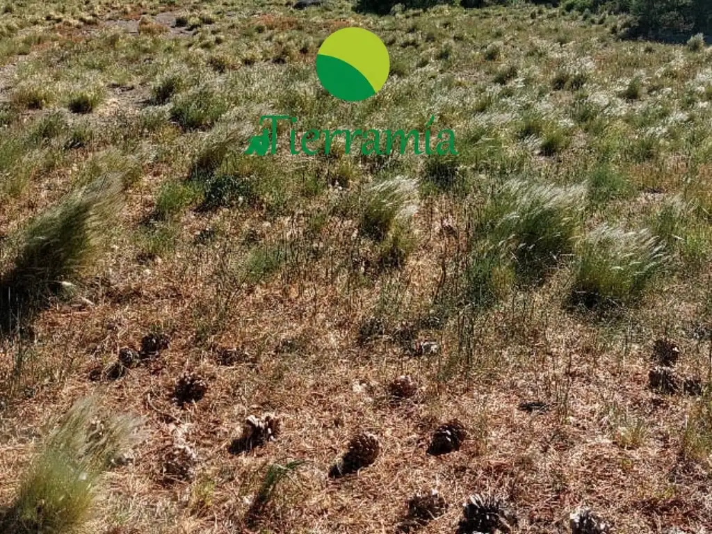 Foto de IMPORTANTE LOTE EN LOTEO LAGO HUECHULAFQUEN – JUNÍN DE LOS ANDES, imagen 1