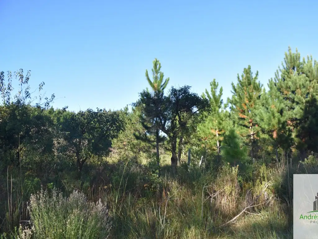 Foto de Campo en venta de 8.5ha ubicado en Puerto Yeruá, imagen 5