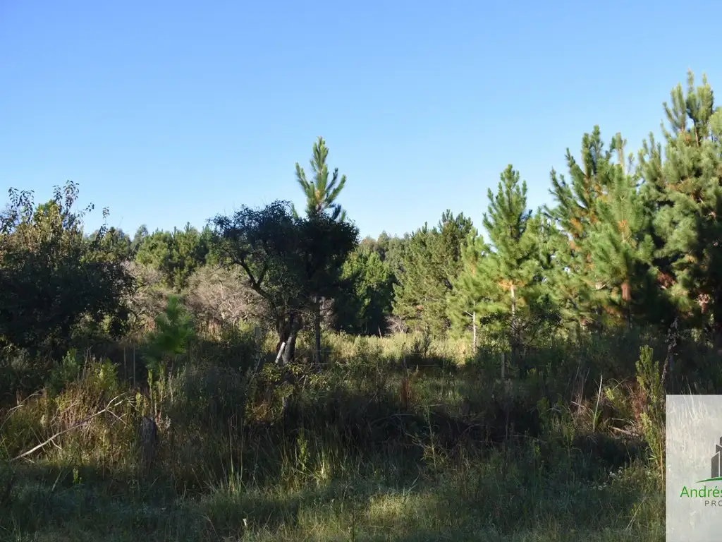 Foto de Campo en venta de 8.5ha ubicado en Puerto Yeruá, imagen 4