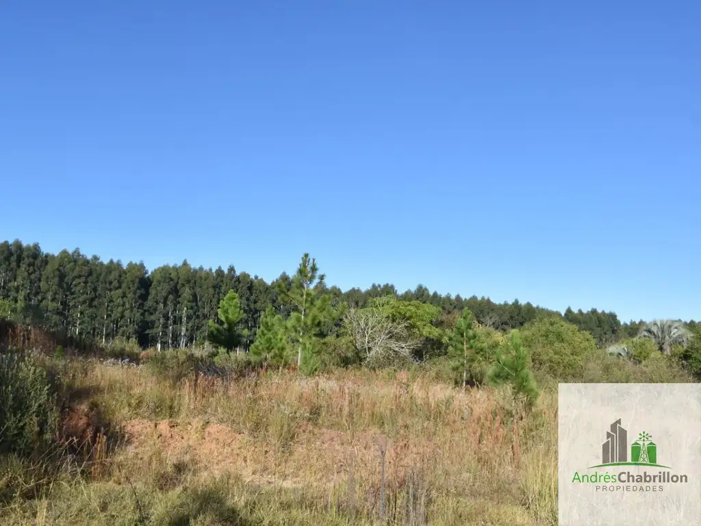 Foto de Campo en venta de 8.5ha ubicado en Puerto Yeruá, imagen 3