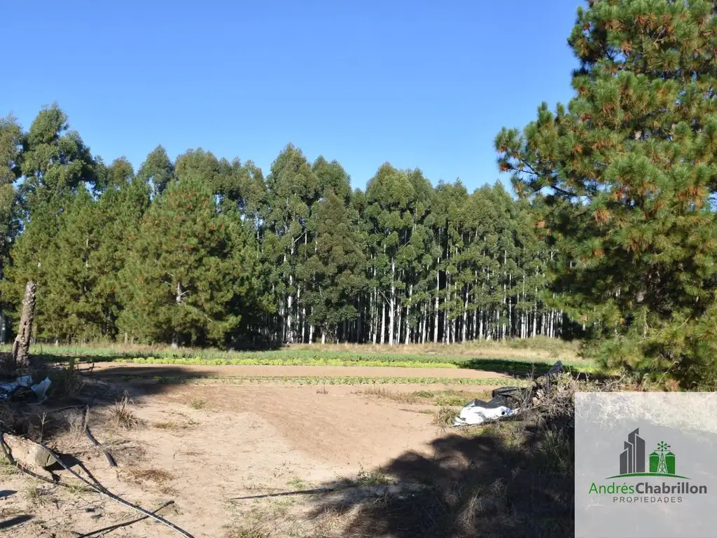 Foto de Campo en venta de 8.5ha ubicado en Puerto Yeruá, imagen 2