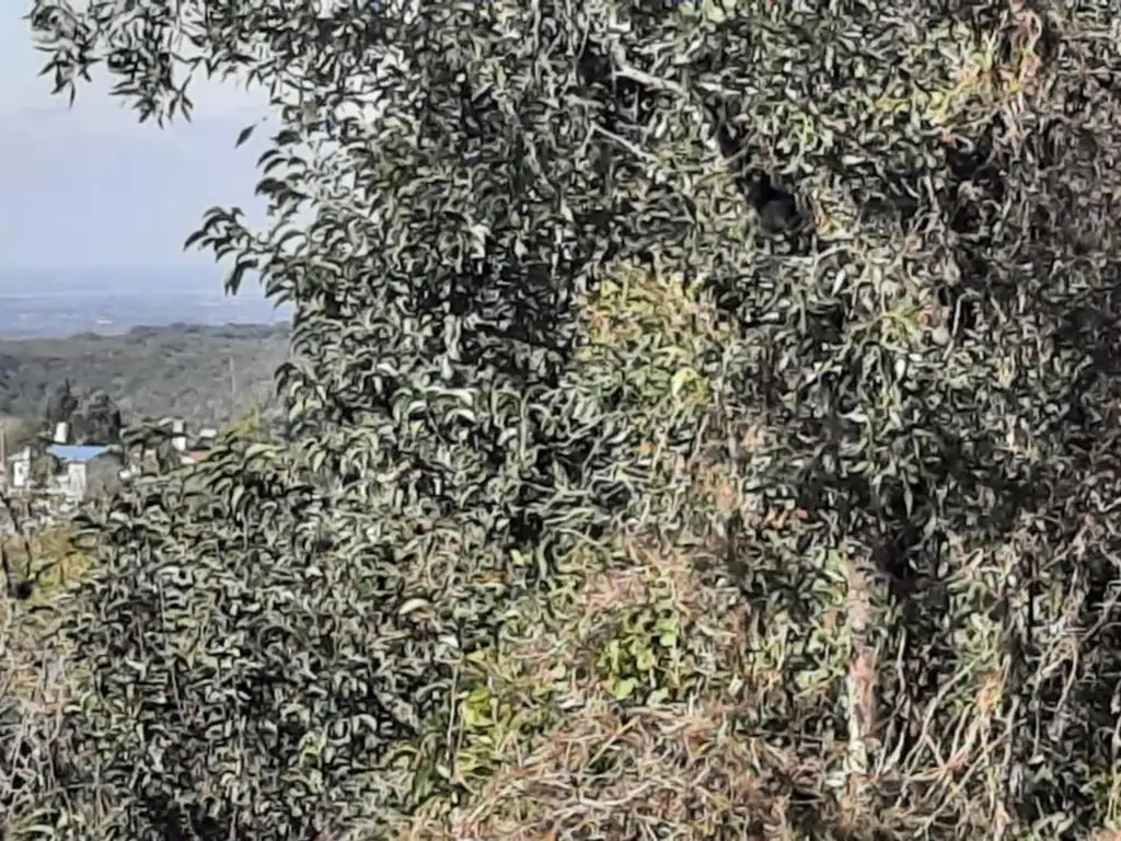 Foto de TERRENO EN VENTA AGUA DE ORO, imagen 4