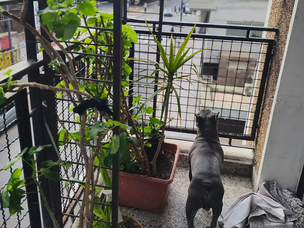 Foto de VENTA 4 AMB FRENTE BALCON ABASTO, imagen 4