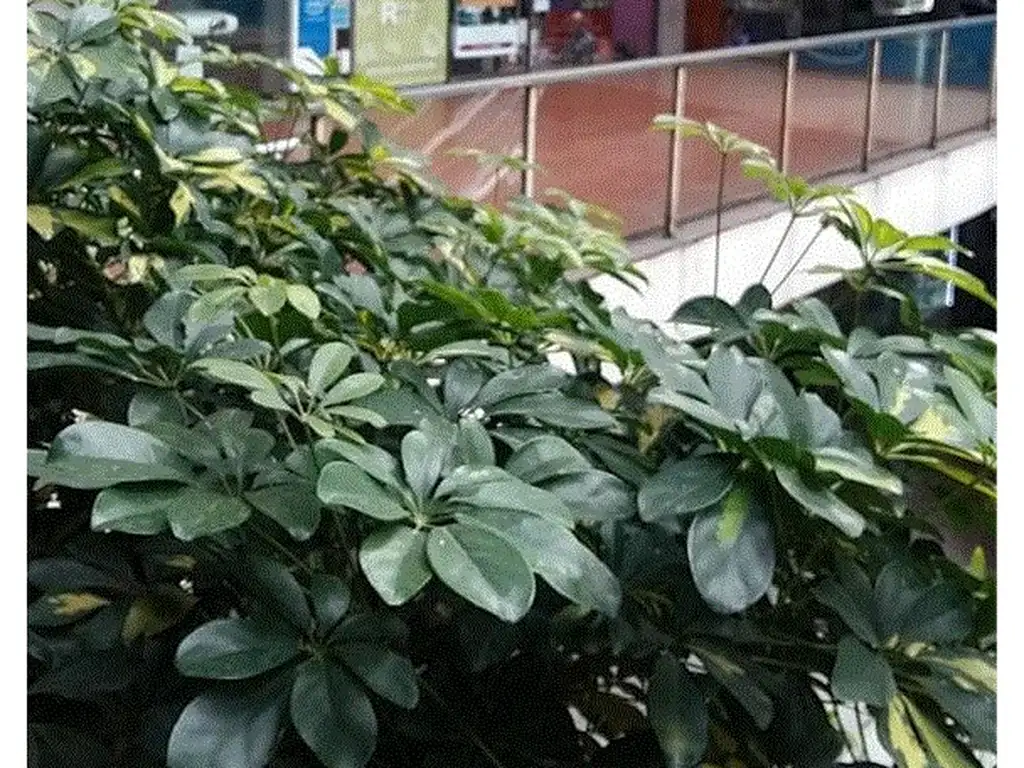 Foto de Florida 537 Galería Jardín Local comercial, imagen 2