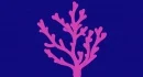 CORAL ASESORES INMOBILIARIOS