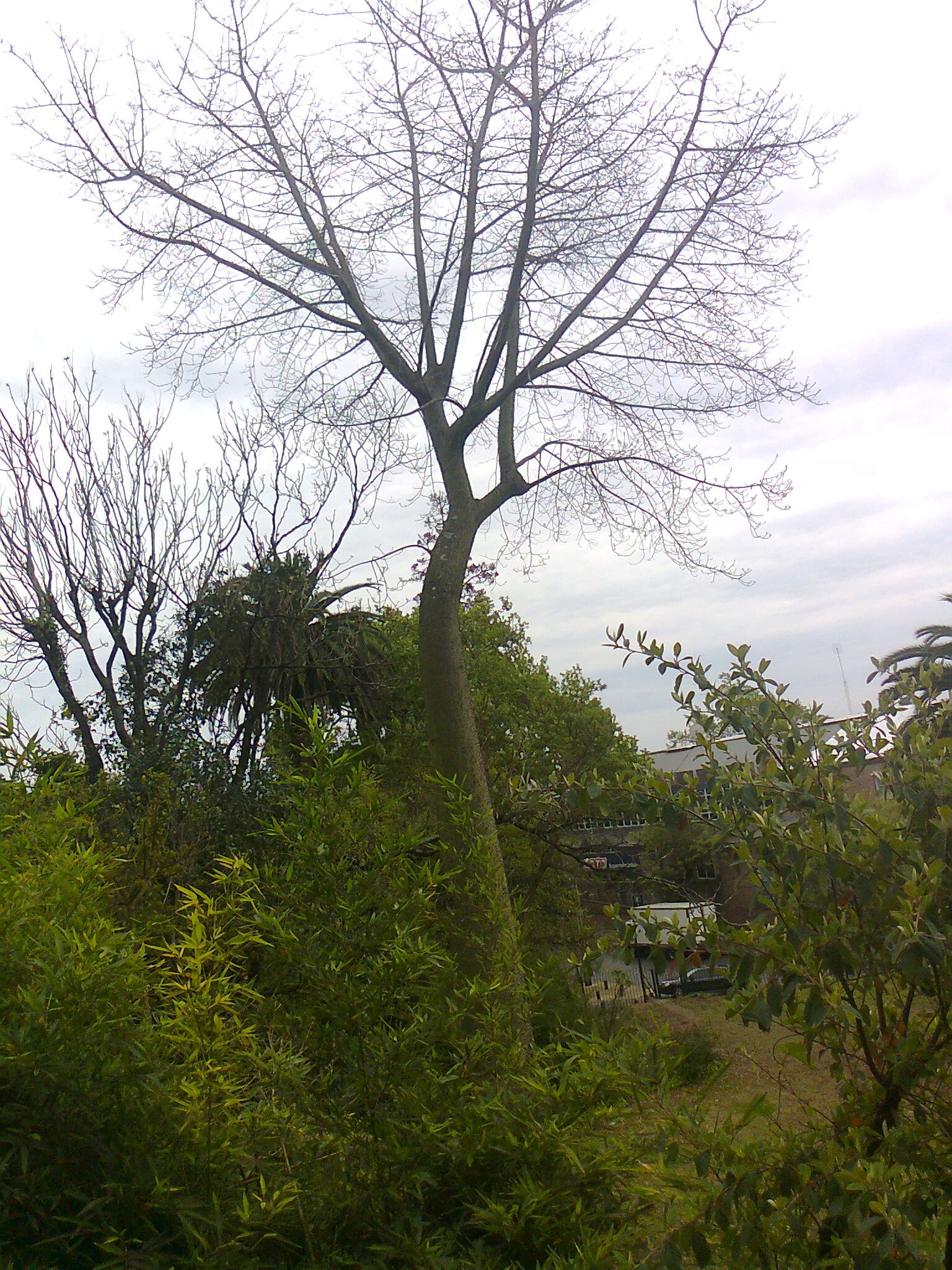 Algarrobo centenario en las Barrancas de San Isidro, monumento natural en las cercanías de Acassuso