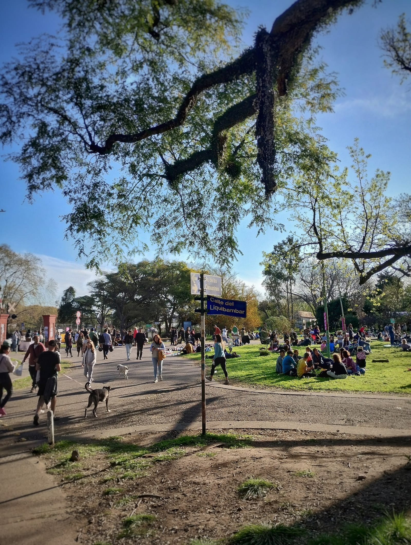 Calle del Liquibambar en el campus de la Facultad de Agronomía UBA, una de las postales verdes del barrio