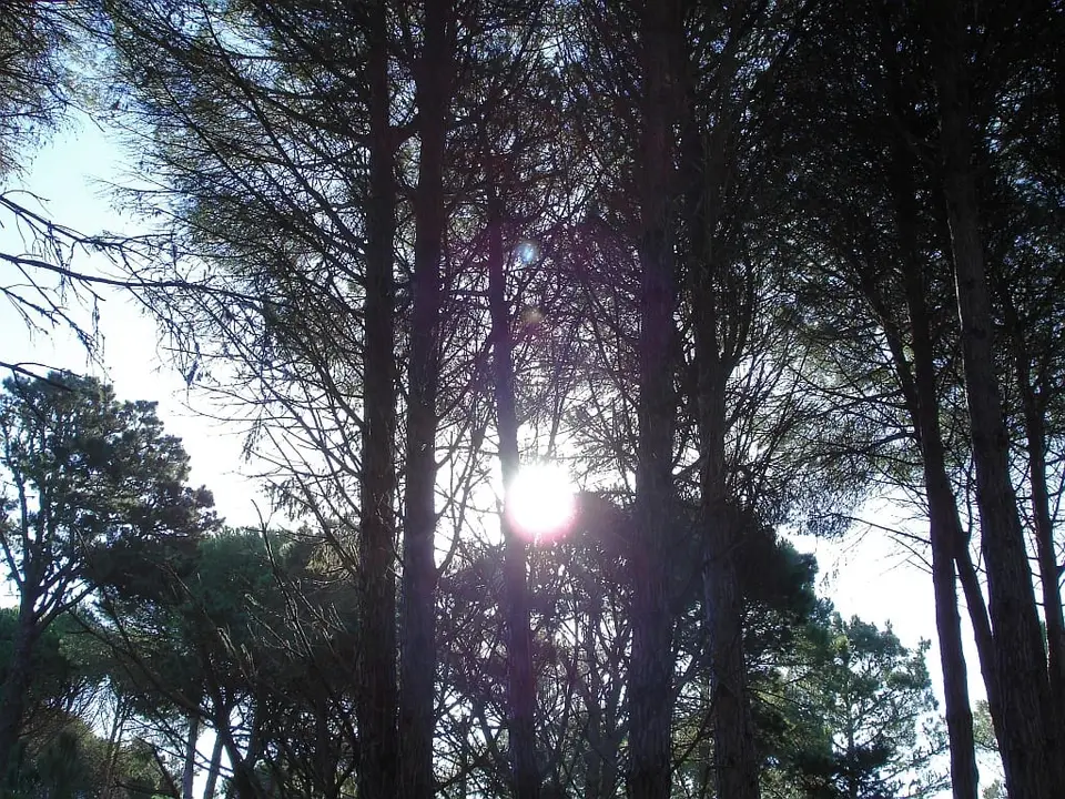 El bosque de pinos de Cariló, creado sobre médanos a partir de 1918