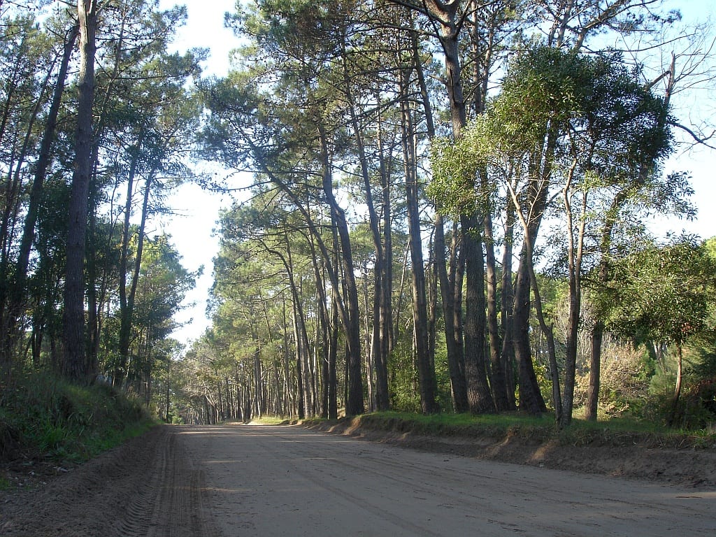 Calle de tierra entre los pinos de Cariló