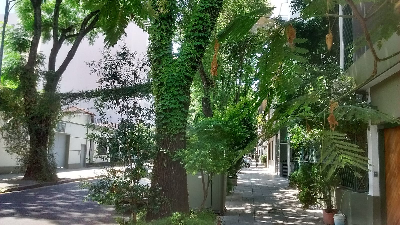 Calle Zapiola arbolada en el barrio de Colegiales, parte del corredor Chacagiales
