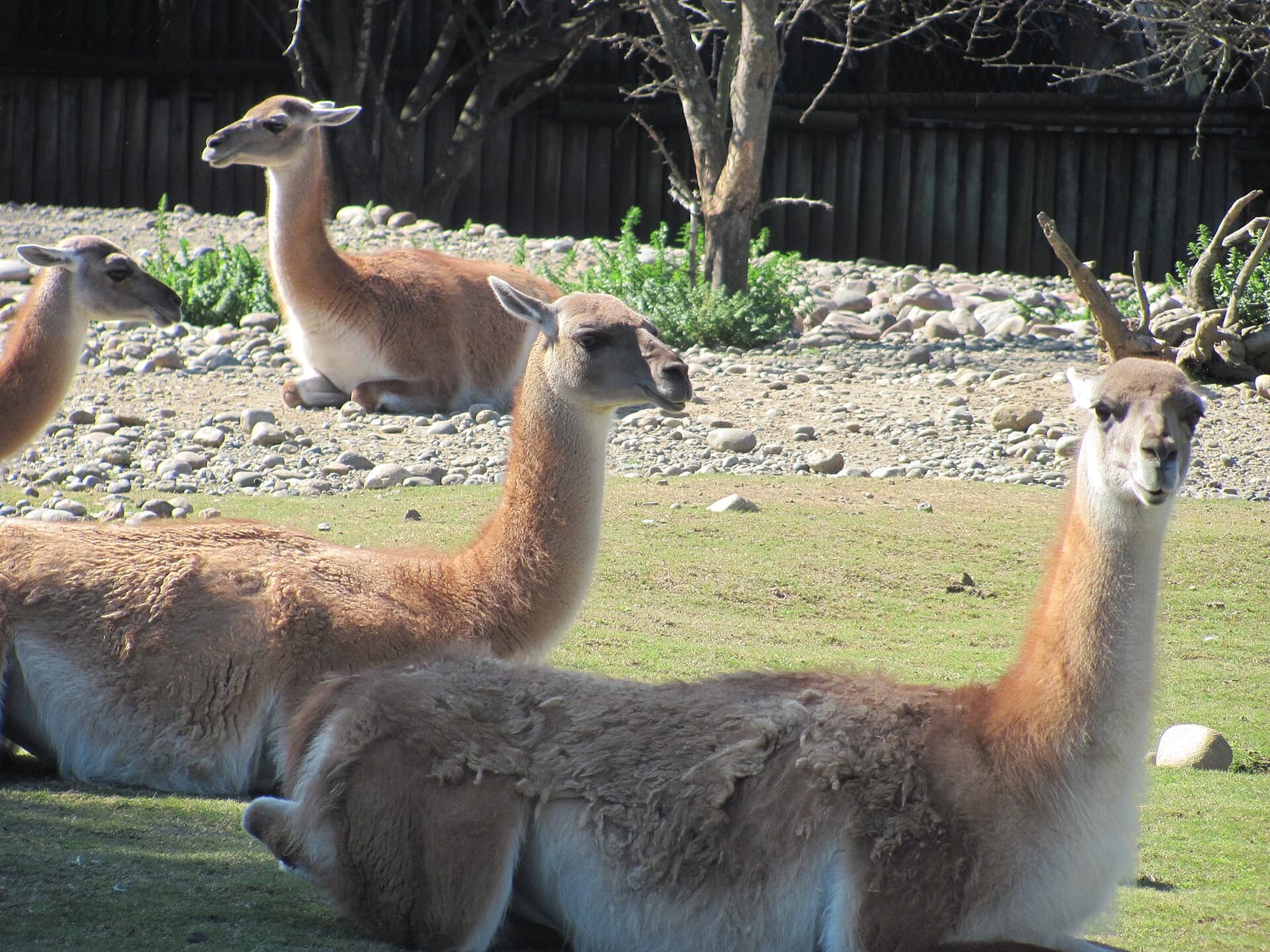 Guanaco en el Bioparque Temaiken, principal atracción turística de Escobar