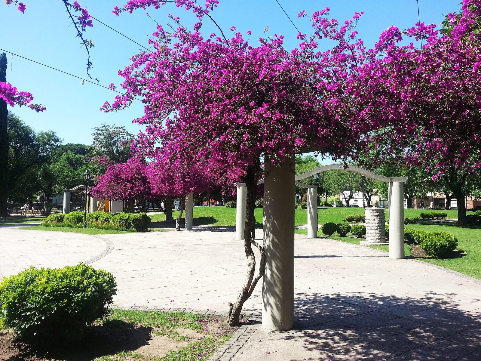 Plaza General Ángel Pacheco en General Pacheco, Partido de Tigre, con bouganvillas en flor