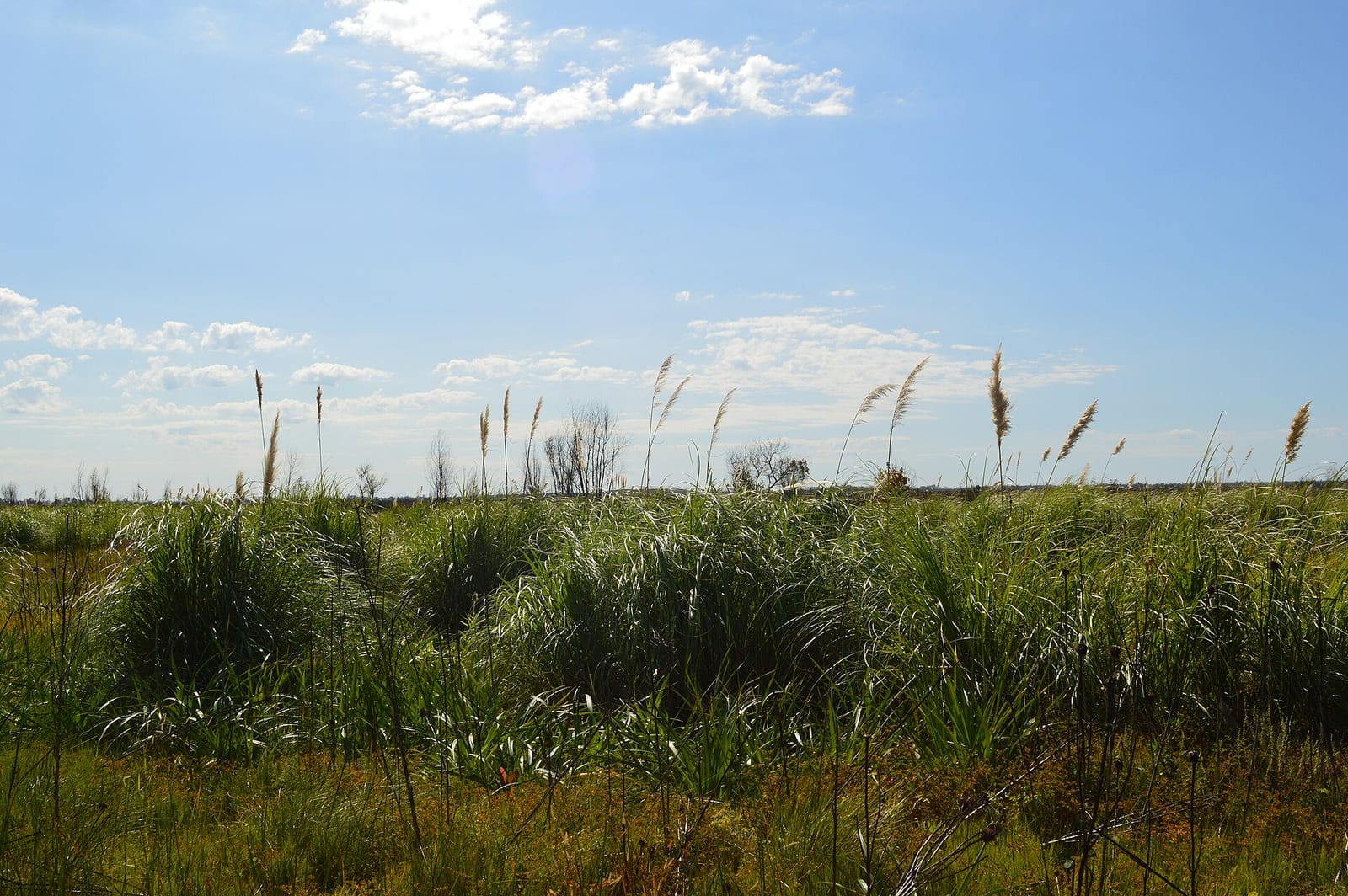 Cortaderas (Cortaderia selloana) en el Parque Nacional Ciervo de los Pantanos, ecosistema de humedales próximo a Loma Verde