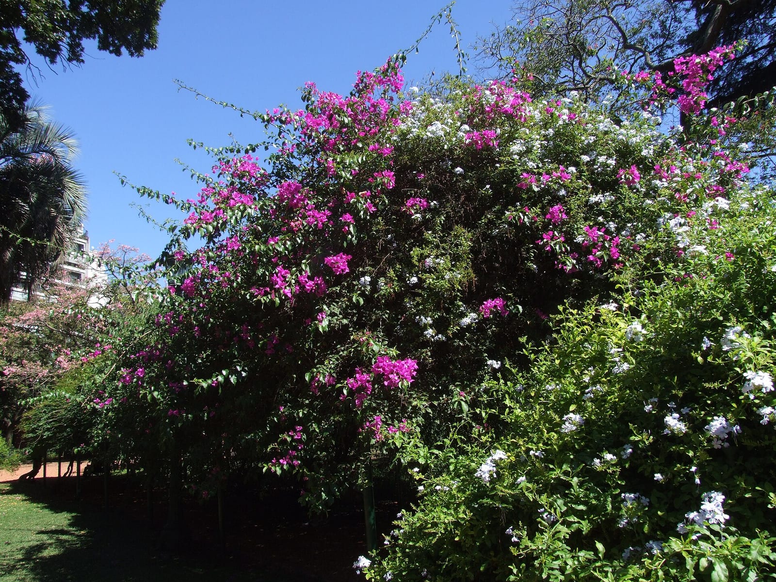 Jardín Botánico Carlos Thays, Palermo