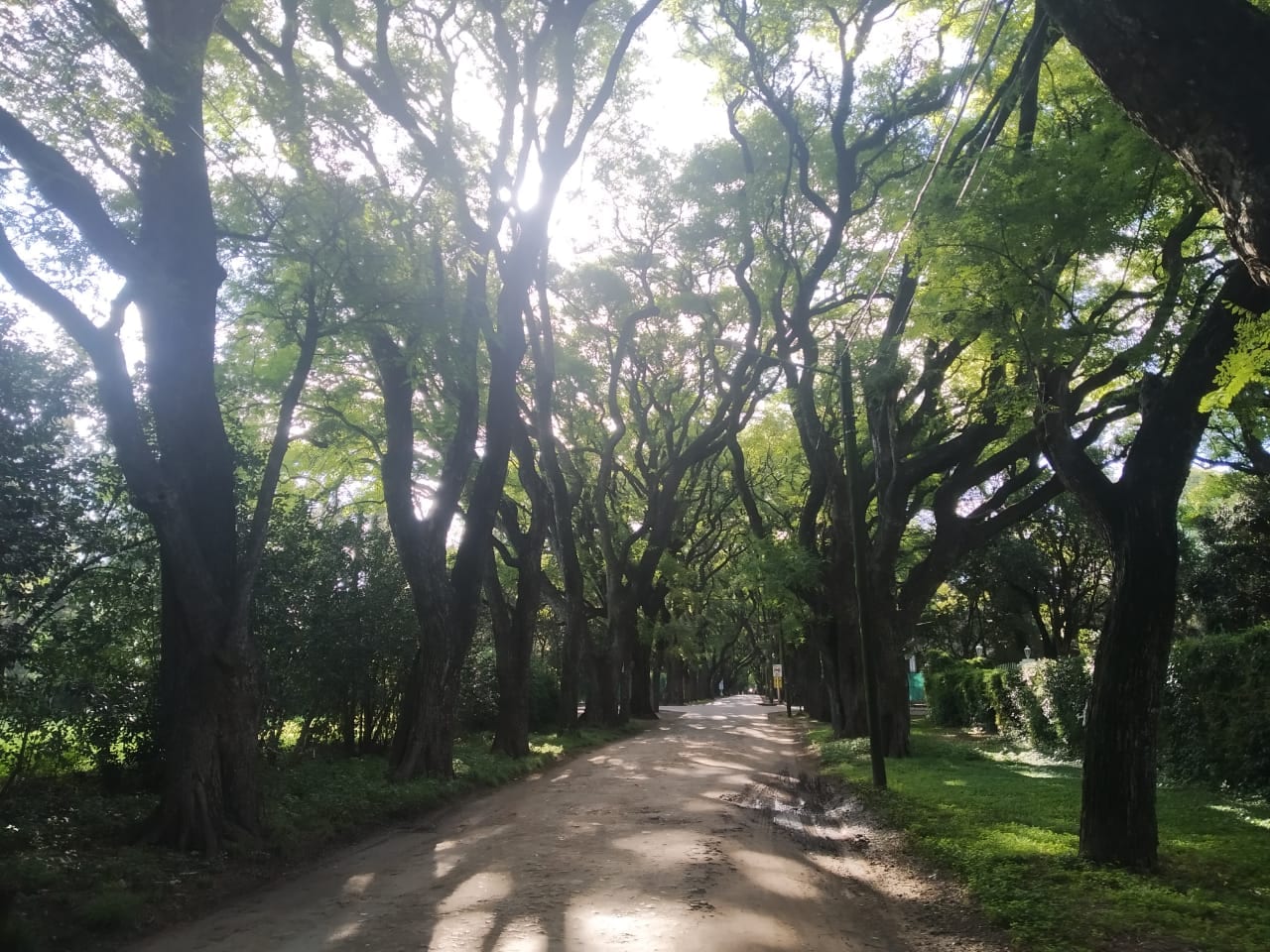 Sendero arbolado en el bosque de Parque Leloir, Ituzaingó