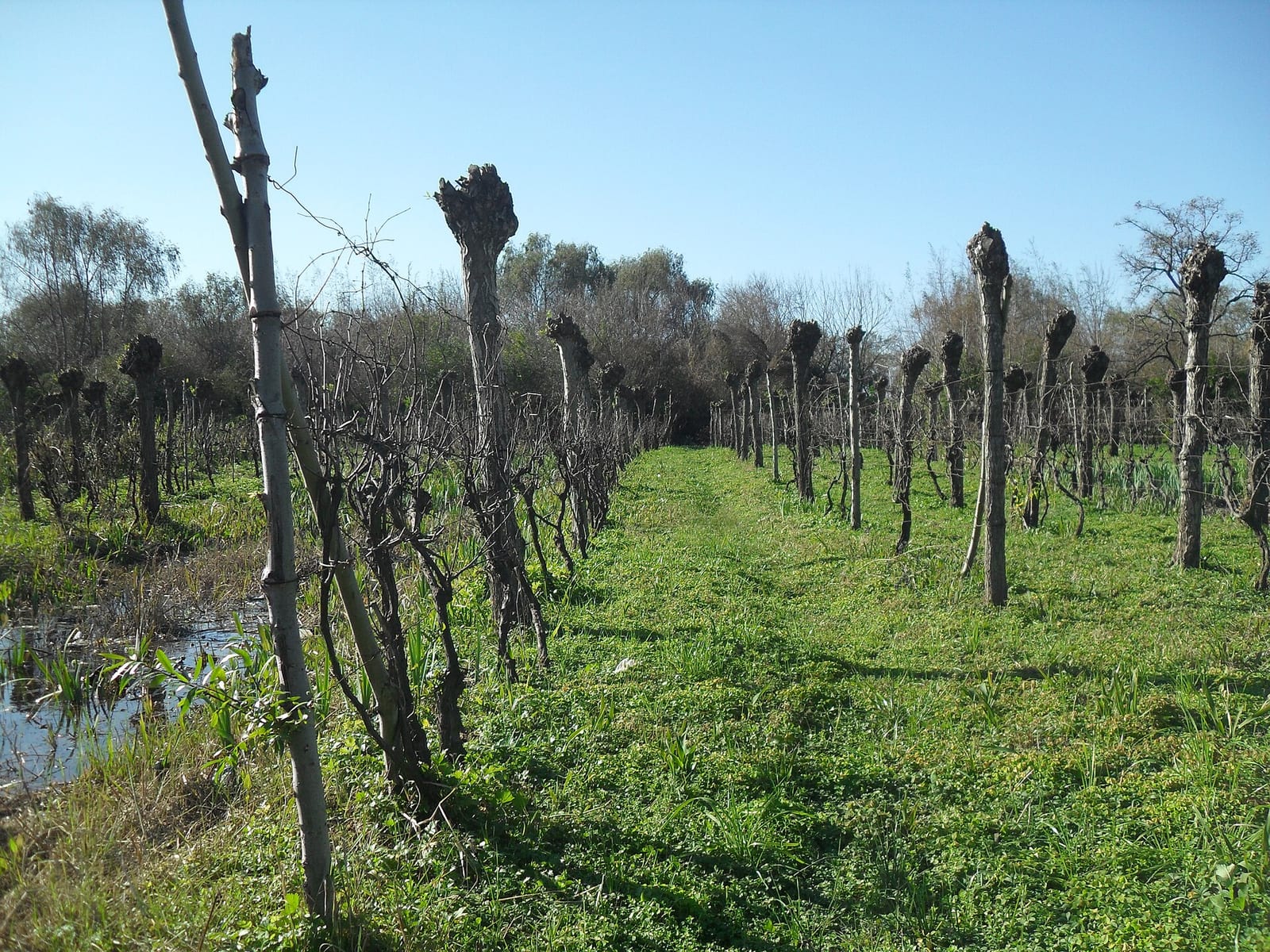 Viñedos en Villa Domínico, tradición del Vino de la Costa