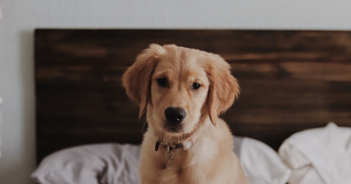 Perro grande de raza labrador en un departamento luminoso
