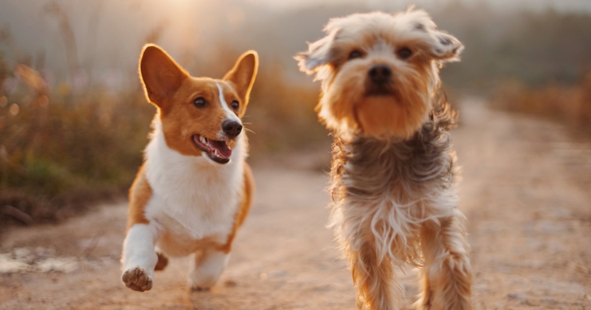 Persona paseando perros en un parque de Buenos Aires